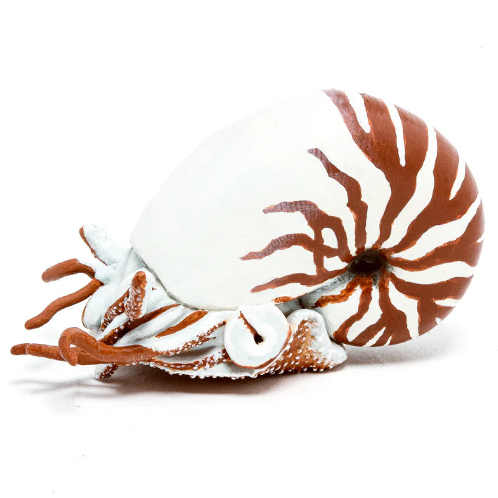 Nautilus shell with white and brown stripes on a white background