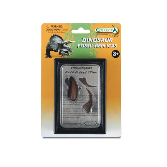 CollectA Replica Fossils – Tooth & Foot Claw Of Velociraptor